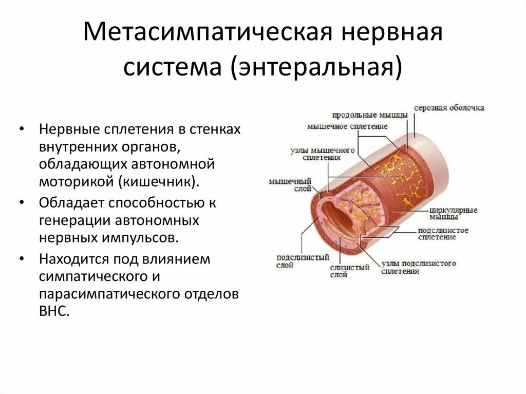 Кишечник и тип нервной системы. Метасимпатическая нервная система кишечника. метасимпатическая нервная система функции. метасимпатическая нервная система кратко. функции энтеральной нервной системы.