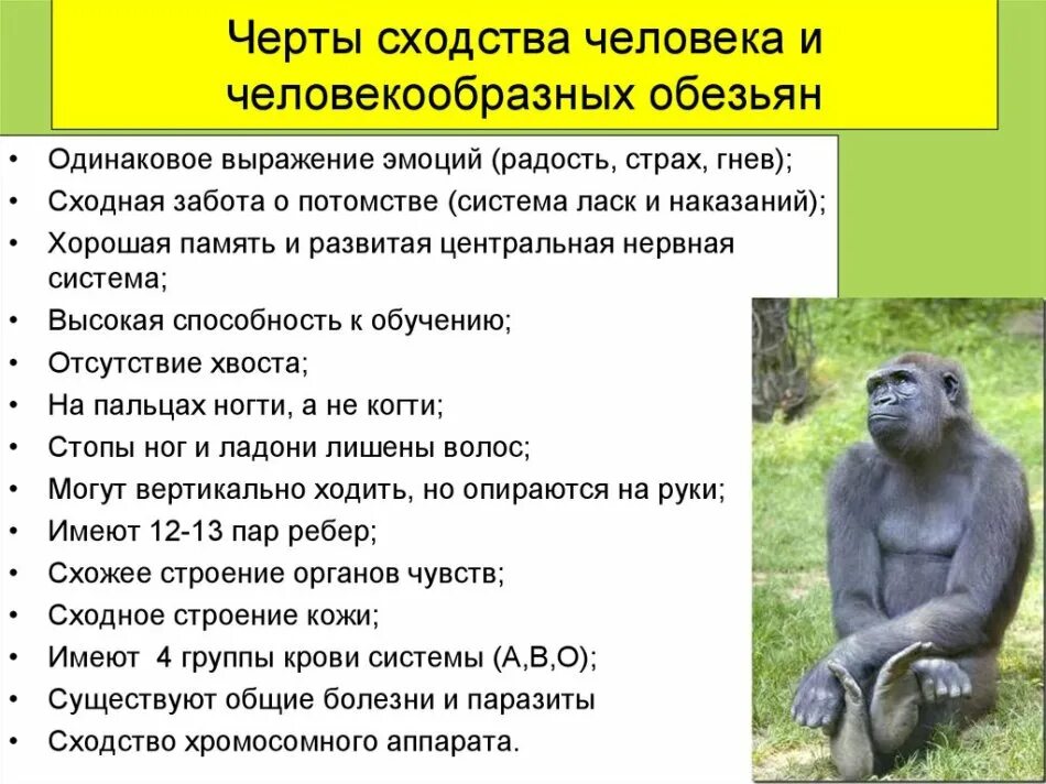 Черты сходства и различия человека. Различия человека и человекообразных обезьян. Черты сходства человека и человекообразных обезьян. Сходство человека с приматами. Сходства и различия человека и человекообразных обезьян.