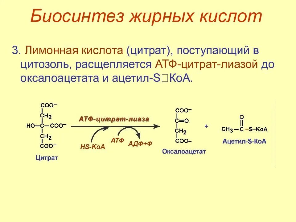 Синтез вжк. Синтез жирных кислот последовательность реакций. Синтез высших жирных кислот схема. Суммарное уравнение биосинтеза жирных кислот. Синтез высших жирных кислот роль.