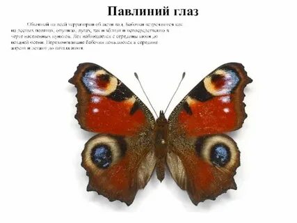 Сколько живет бабочка павлиний глаз
