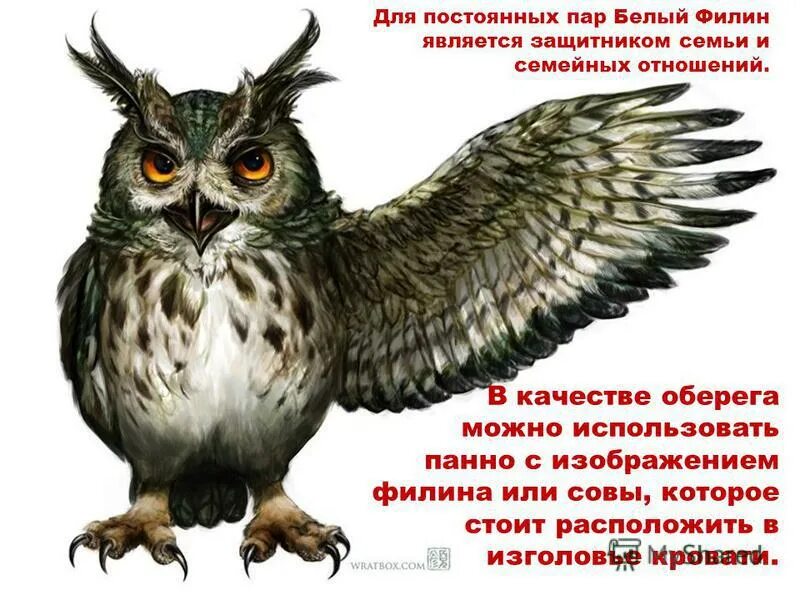 Белый филин по славянскому. 2015 по славянскому календарю. Белый филин тотемное. Белая сова оренбург оптика. Белая сова.