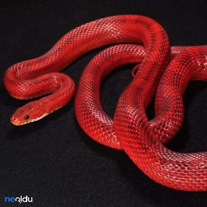 Маисовый полоз бладред. Маисовый полоз Blood Red Corn Snake. Bloodred Tessera полоз. Diffused маисовый полоз.