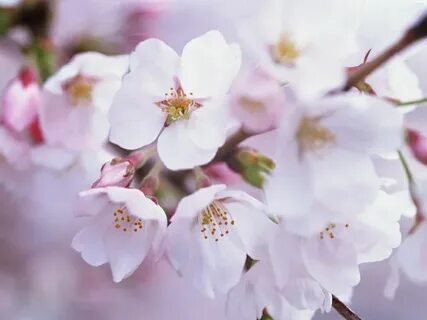 Spring is beautiful