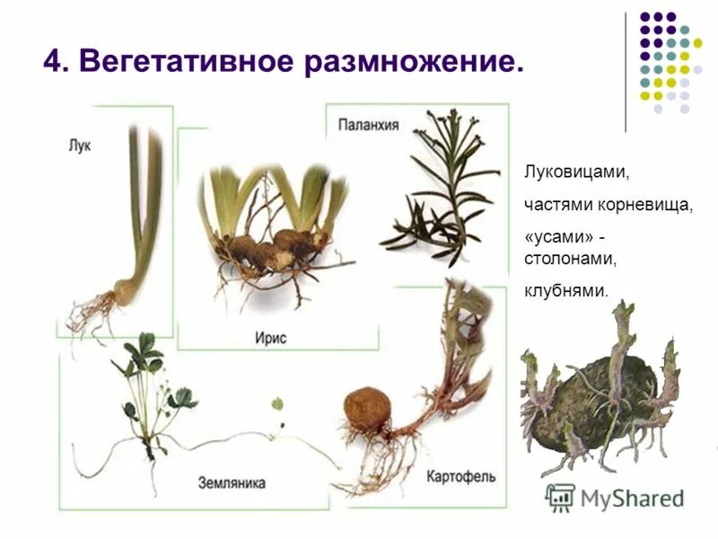 Клубни корневища луковицы лабораторная работа. Вегетативное размножение клубнями и луковицами. Вегетативное размножение (клубнями, корневищами). Размножение растений корневищами клубнями луковицами. Вегетативное размножение корневищами.