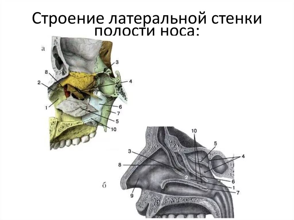 Череп носовая полость