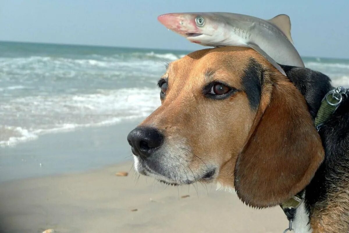 Морская собака. Рыба собачка. Морские собачки фото.