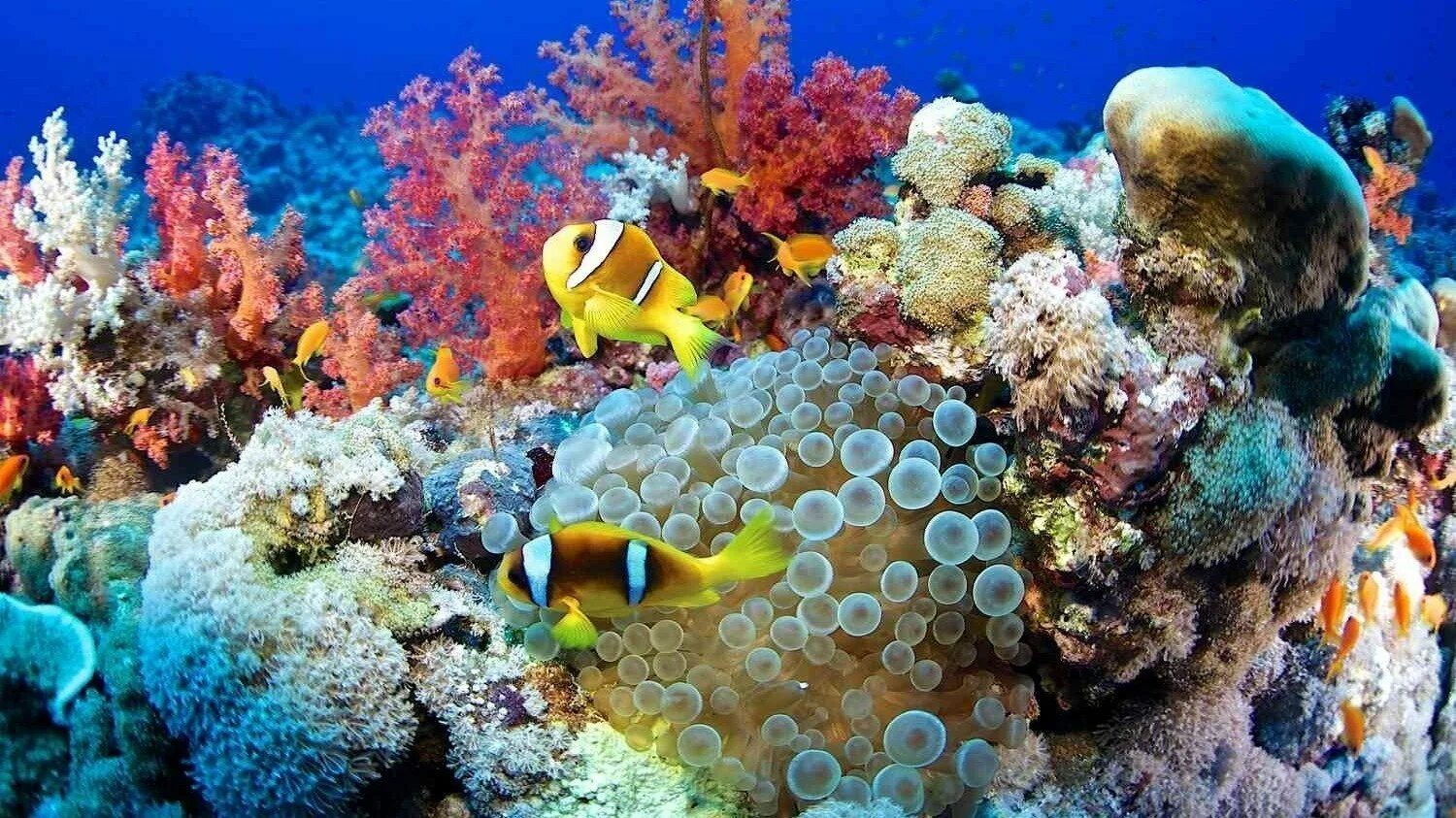 Coral life. Коралловый риф Хургада. Коралловый риф в Шарм Эль Шейхе. Кораллы в Хургаде. Коралловые рифы красного моря в Египте.