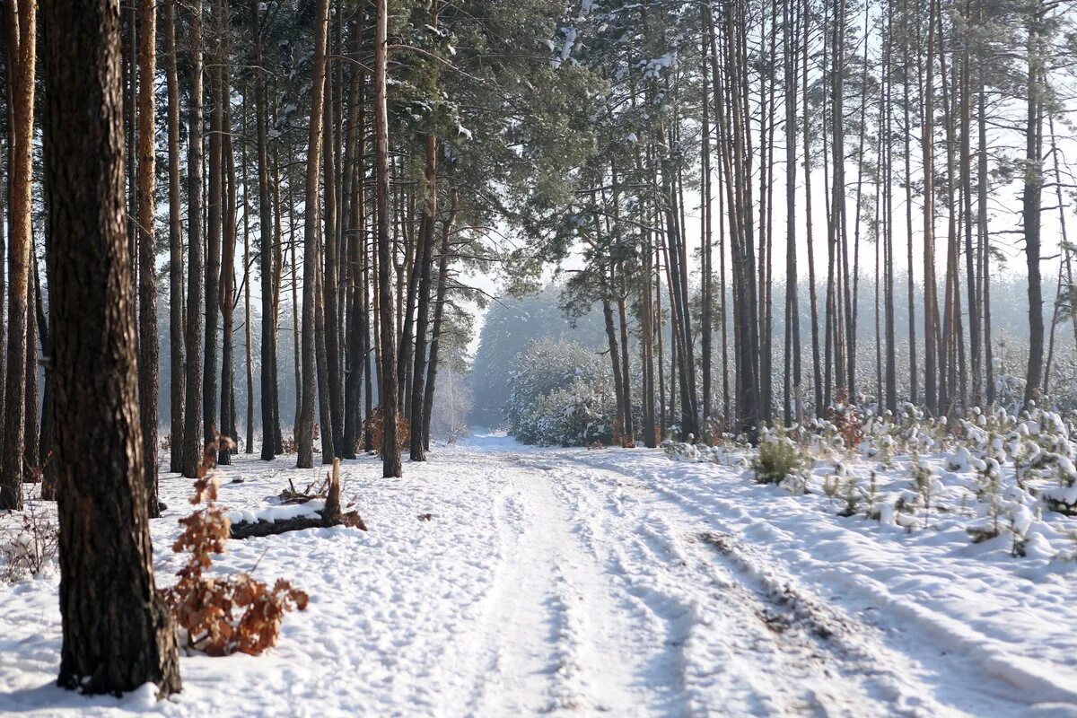 Смешанный лес зимой. Зима черняевский лес. Лес зимой исправить ошибки. Смешанные и широколиственные леса зимой. Зимний лиственный лес.