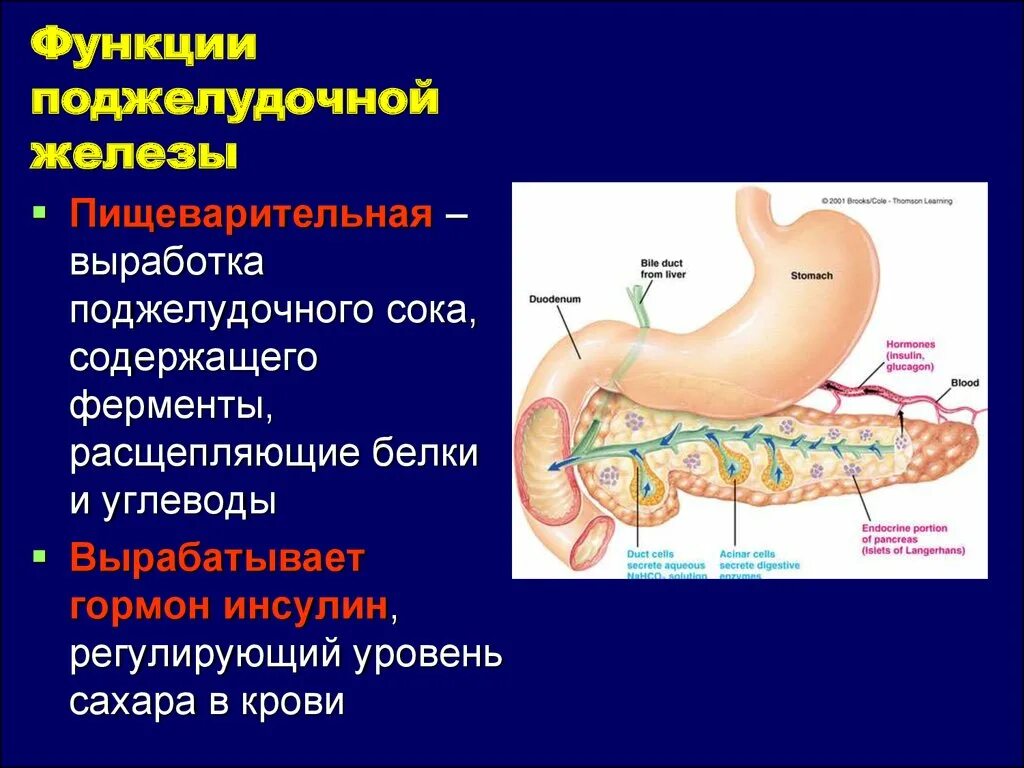 Функции поджелудочной железы в пищеварительной системе. Поджелудочная железа. Расположение, особенности строения, функции.. Поджелудочная железа и кишечник выделительная функция. Функции поджелудочной железы в организме человека 8 класс биология.