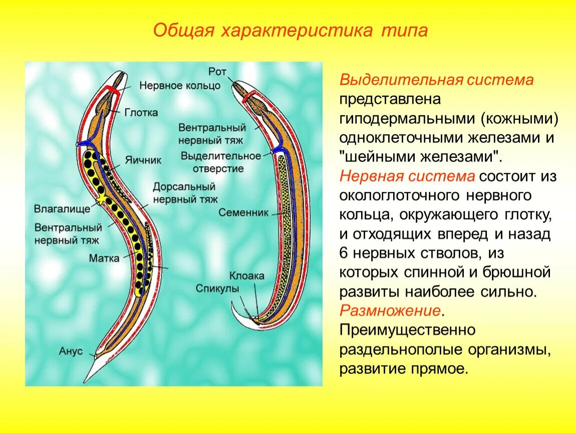 Чем представлены черви. Выделительная система круглых червей нематоды. Тип выделительной системы круглых червей. Тип нервной системы у круглых червей. Нематоды черви строение.