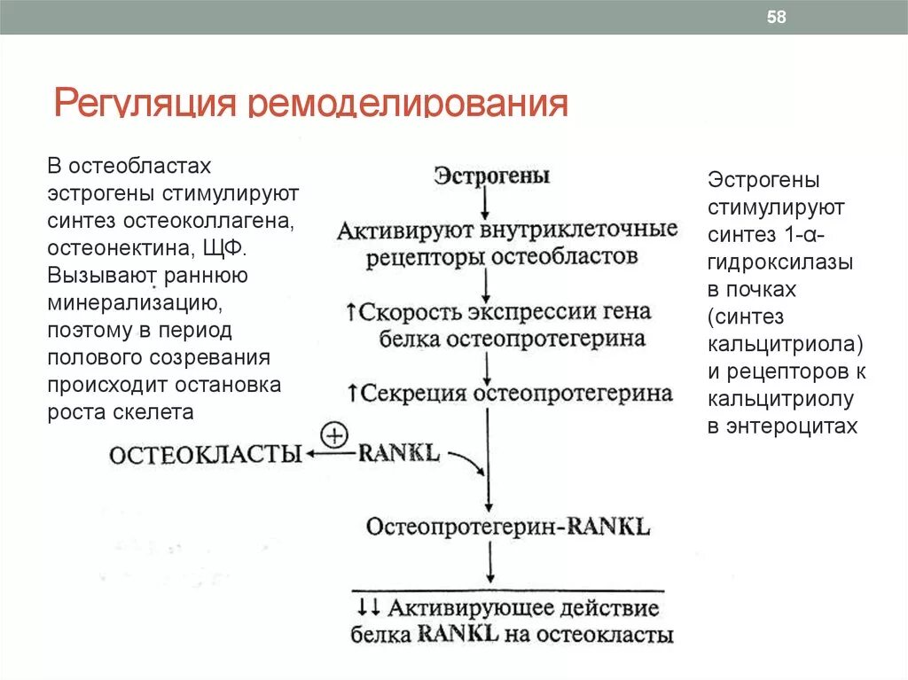 Биохимия соединительной ткани биохимия. Регуляция синтеза половых гормонов. Синтез половых гормонов биохимия. Синтез эстрогенов биохимия. Эстрогены стимулируют