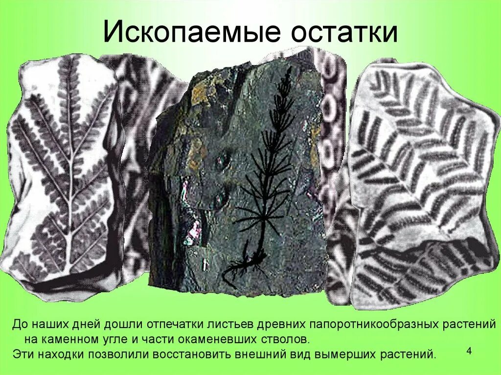 Семенные папоротники окаменелости. Отпечатки древних папоротников на Каменном угле. Отпечатки растений на угле. Отпечатки растений на Каменном угле.