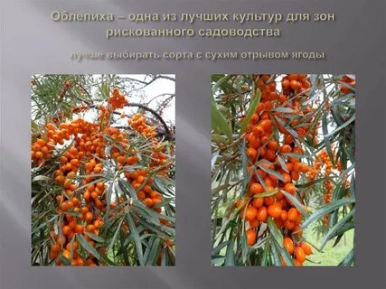 Мужское и женское облепиха фото