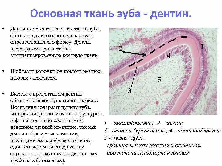 Особенность строения дентина какую функцию он выполняет