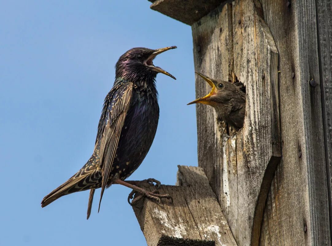 скворец фото. обыкновенный скворец птенцы. слеток скворца. мама скворца. мама скворца.