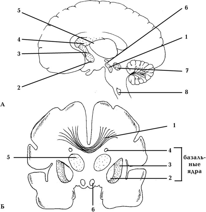 Область ядра мозга. Базальные ядра мозга схема. Подкорковые ядра головного мозга схема. Схема базальных ядер головного мозга. Базальные ядра головного мозга анатомия.