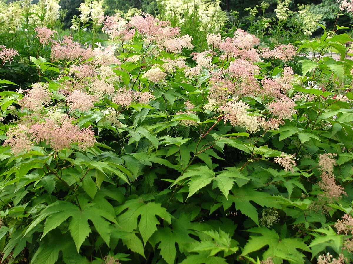 Лабазник красный "Filipendula" купить по цене 610 рублей от питомника саженцев и