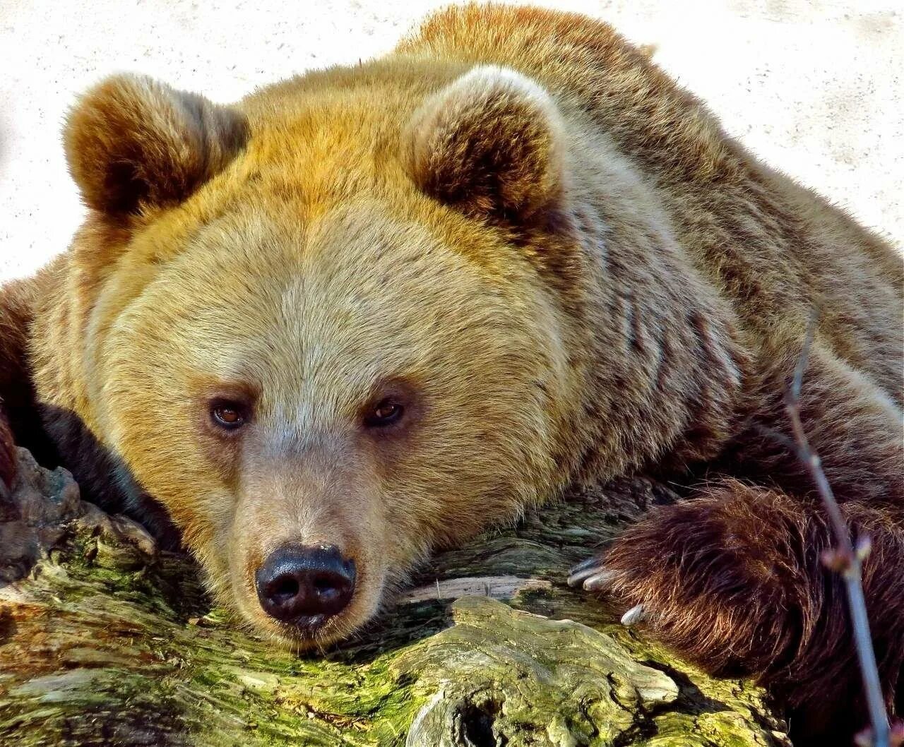 Медведь весной картинки. Тянь-Шанский бурый медведь. Тяньшанский бурый медведь. Тяньшянский бурый медведь. Бурый медведь в спячке.