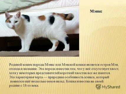 Кошки объяснение