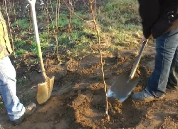 Какую почву любит слива. Посадка алычи. Осенняя посадка алычи. Посадка алычи весной.