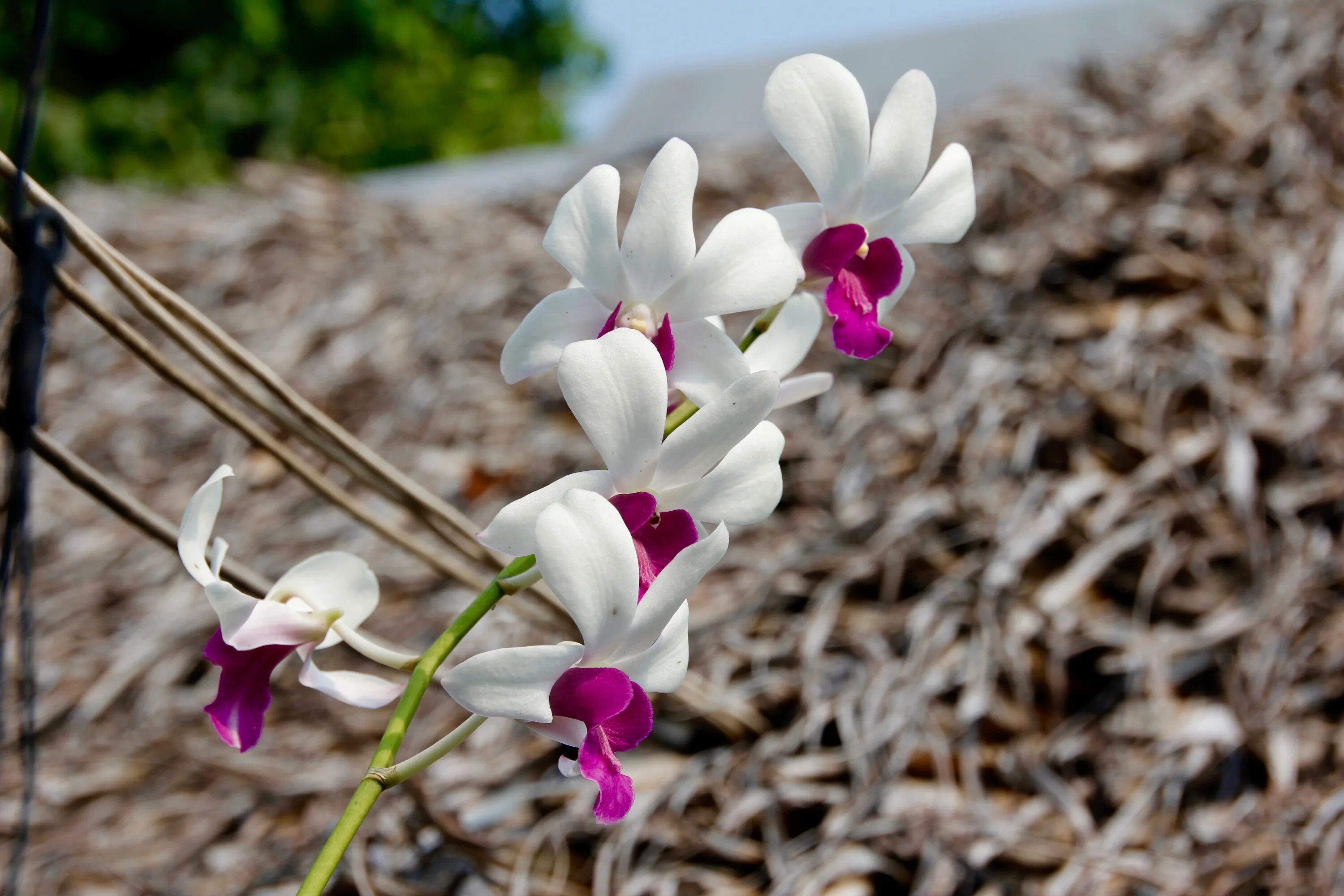 Scenza plants орхидея (50 фото)