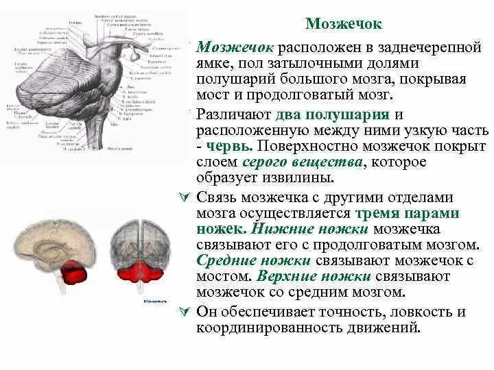 Функции мозжечка в головном мозге. Строение мозжечка анатомия. Строение мозжечка анатомия кратко. Строение структуры мозжечка. В задний мозг входит мозжечок