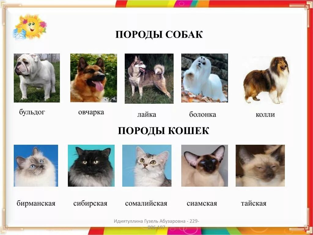 Породы кошек 1 класс