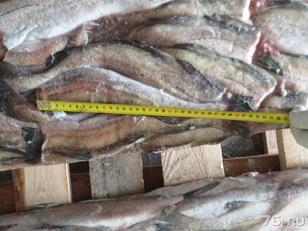 Хек дальневосточный. Филе минтая н/шк. Хек живой. Рыба замороженная сорт. Королевский хек.