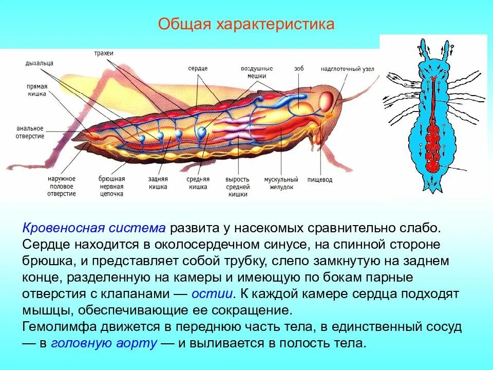 Брюшная нервная цепочка функции. Тип кровеносной системы у насекомых. Насекомые кровеносная система таблица. Функция кровеносной системы у насекомых. Клопы кровеносная система строение.