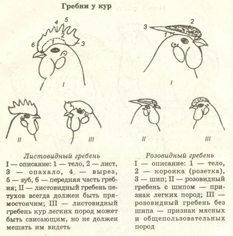 Гороховидная форма гребня у кур. Розовидный гребень у кур. Наследование гребня у кур схема. Типы гребней у кур. Розовидный гребень листовидный гребень