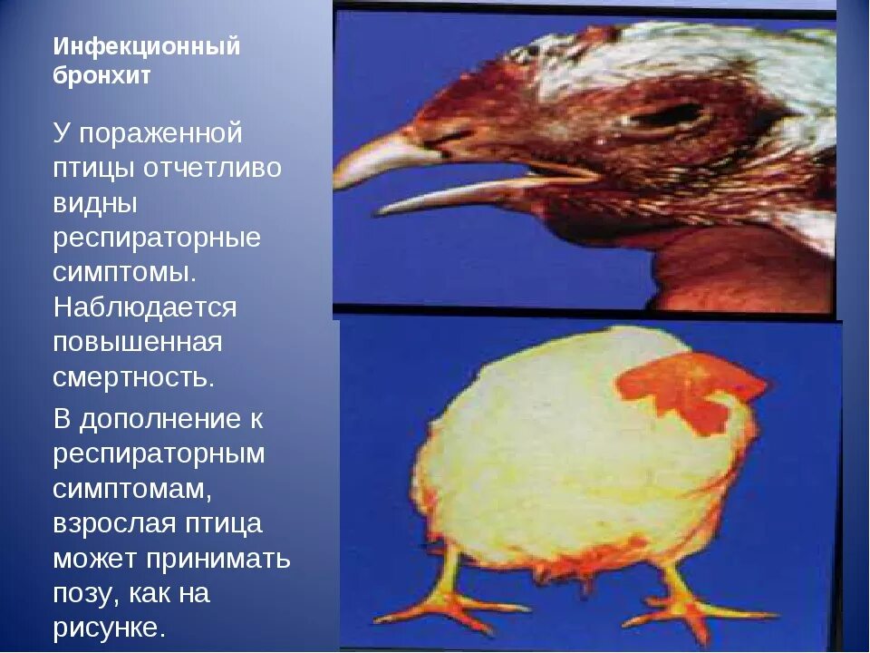 Инфекционный ларинготрахеит болезни птиц. Инфекционный ларинготрахеит кур возбудитель. Респираторный микоплазмоз птиц возбудитель. Птичий грипп симптомы у птиц симптомы.