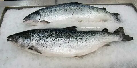 Как различить форель самца