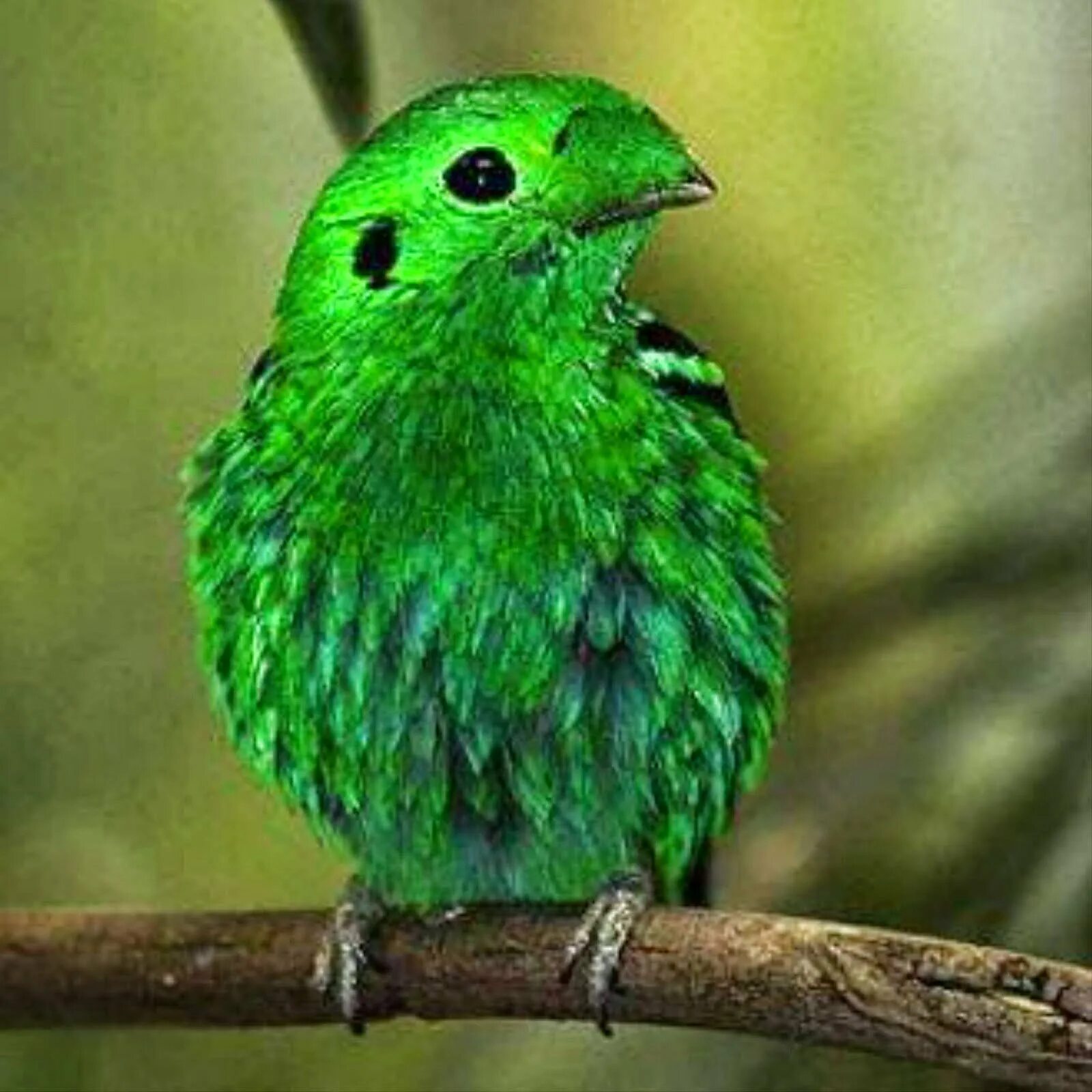 Для любителей зеленого. Для любителей салатового. Красивые зеленые глаза. Салатовый цвет спектр. Для любителей салатового.