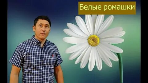 Автобус ромашка