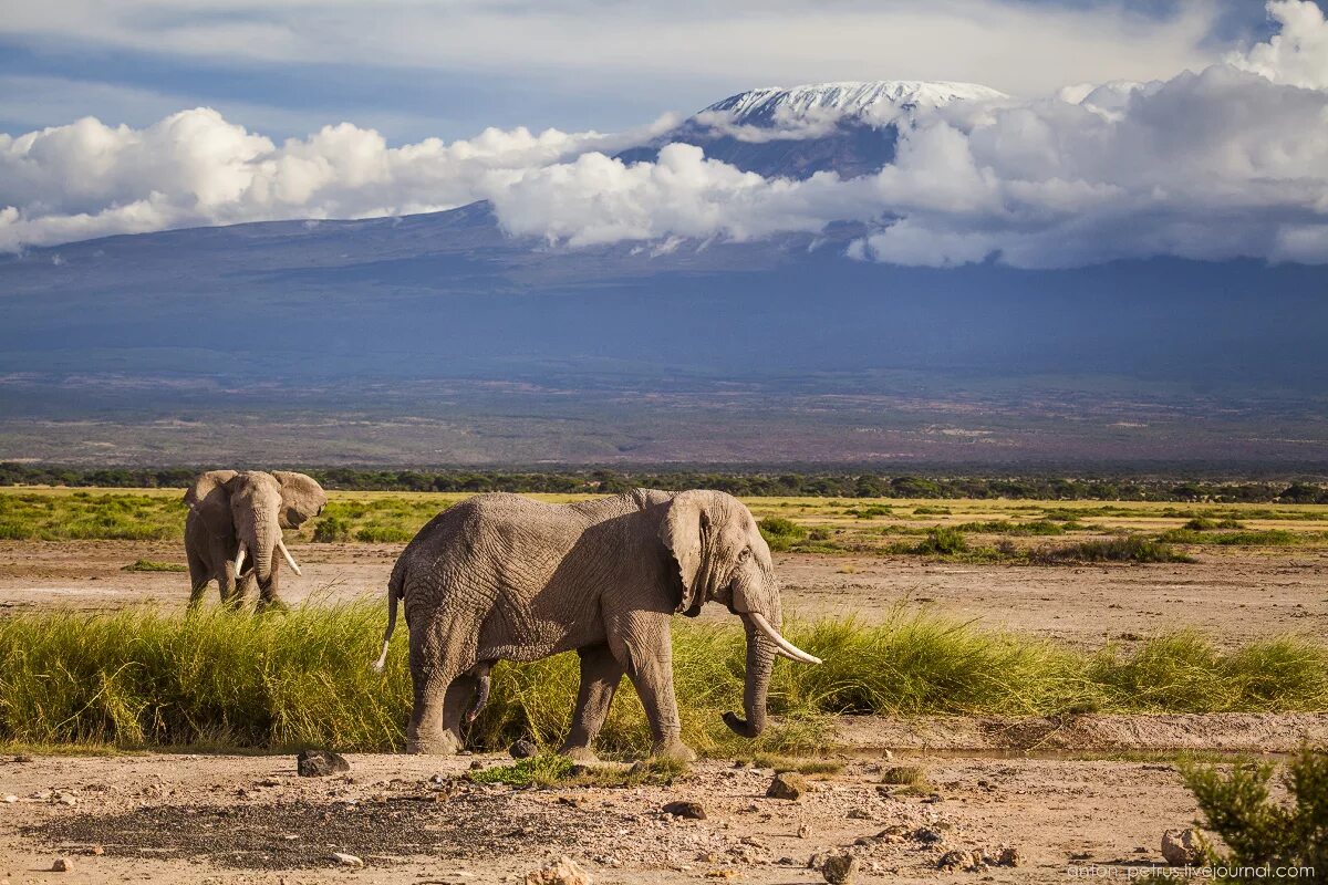 Национальный парк каким названием есть в африке. Национальный парк Амбосели. Амбосели Кения. Амбосели национальный парк Африки. Национальный парк Найроби в Африке.