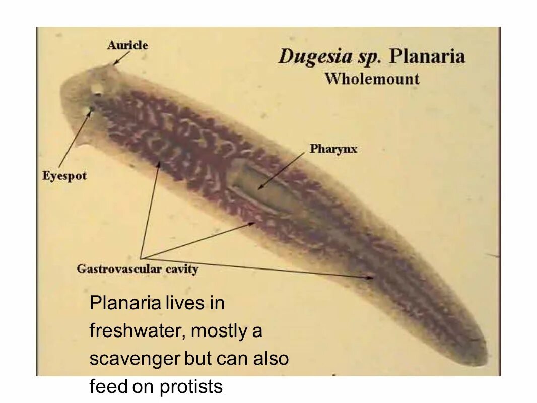 Плоские черви живу. Червяк планария. Реснитчатые черви планария. Плоский червь планария. Планарии паразиты.