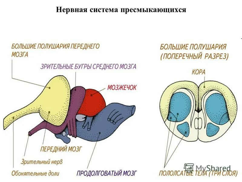 Особенности мозга пресмыкающихся