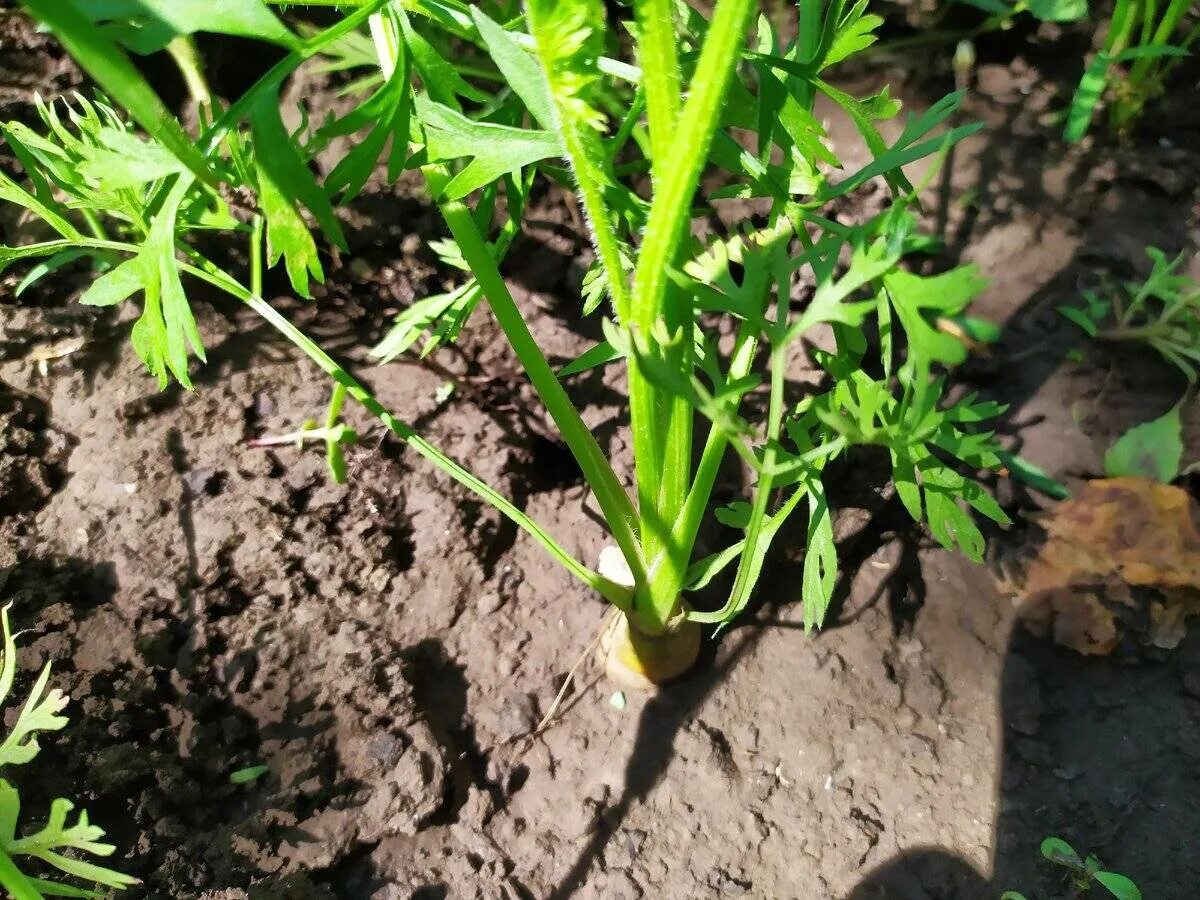 как удобрять морковь в открытом грунте. чем подкормить морковь в июне. подкормите. чем удобрить морковь для крупного урожая. подкормить морковь в июне.