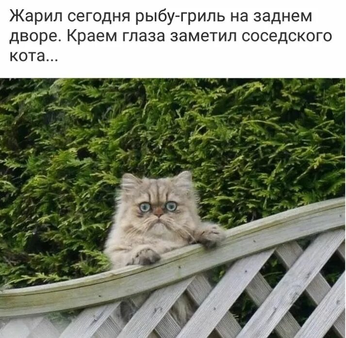 Соседский кот. Кот Мем. Кот и рыба смешные картинки с надписями. Кот на заборе Мем.