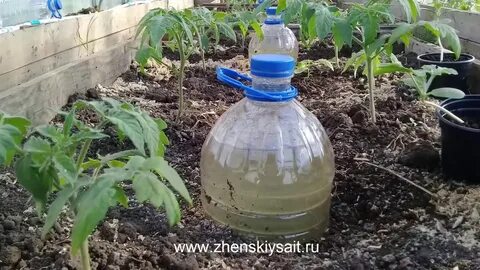 Полив помидор и огурцов в теплице