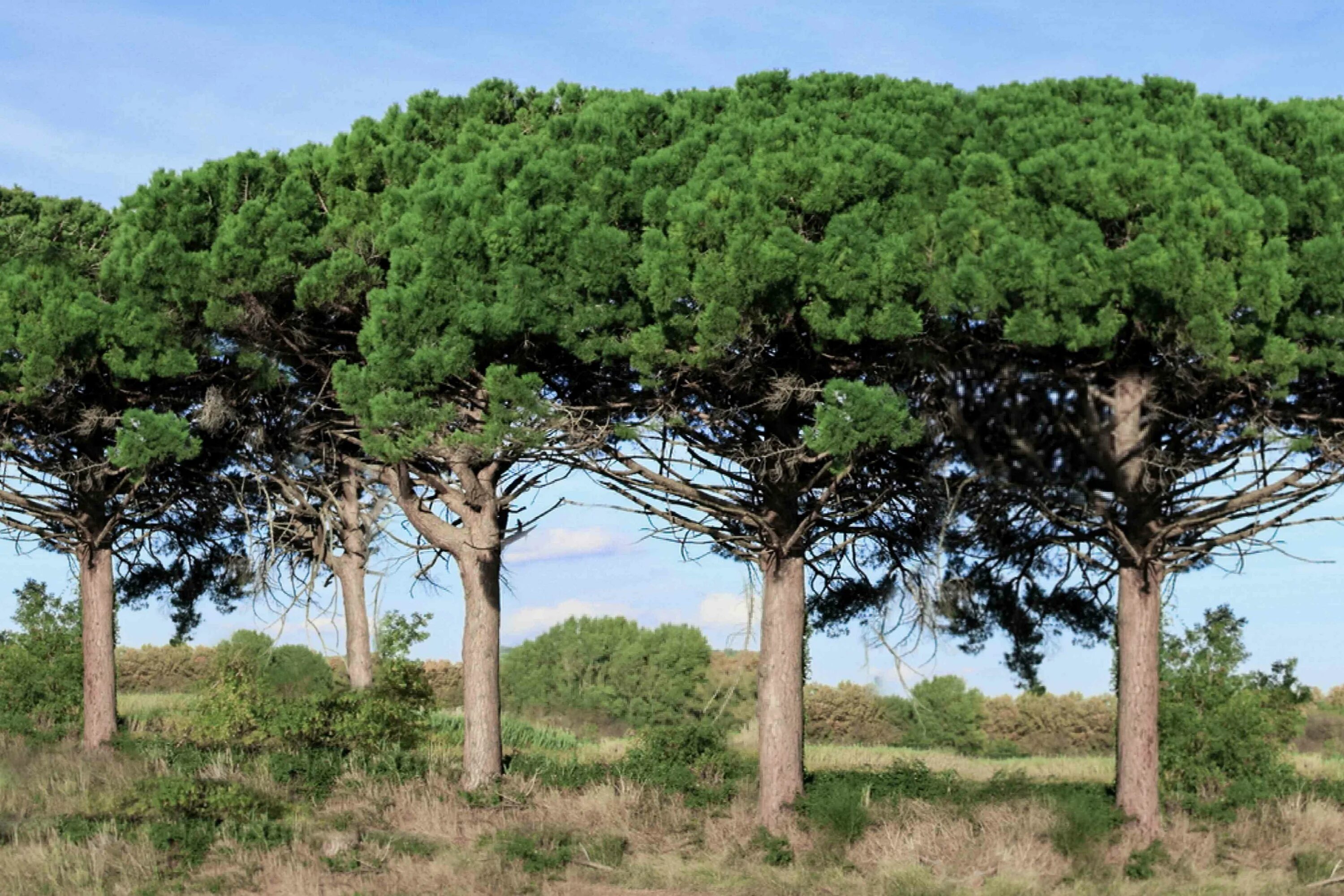 Пиния это. Pinus pinea. Сосна итальянская Пиния. Сосна Пиния Pinus pinea штамб. Воронцовский парк сосна Пиния.