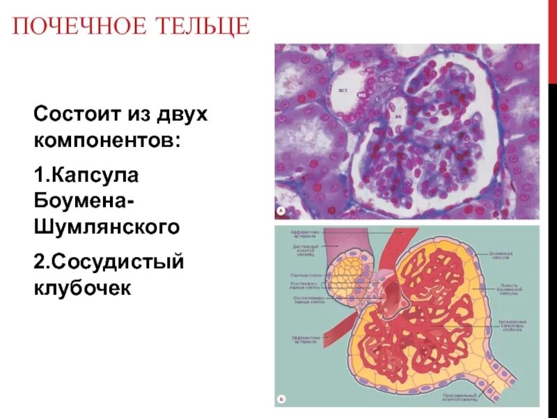 Почечное тельце почки. Капсула Шумлянского Боумена гистология. Капсулы Боумена в почке гистология. Почечное тельце гистология. Тельце Шумлянского-Боумена.