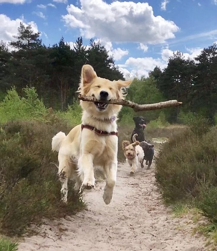 3 animals dogs. Веселая собака. Счастливая собака. Забавные собаки. Позитивные собаки.