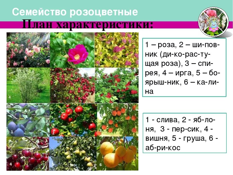 Представители двудольные семейство Розоцветные. Семейства двудольных растений Розоцветные. Двудольные Розоцветные представители. Класс двудольные семейство Розоцветные.