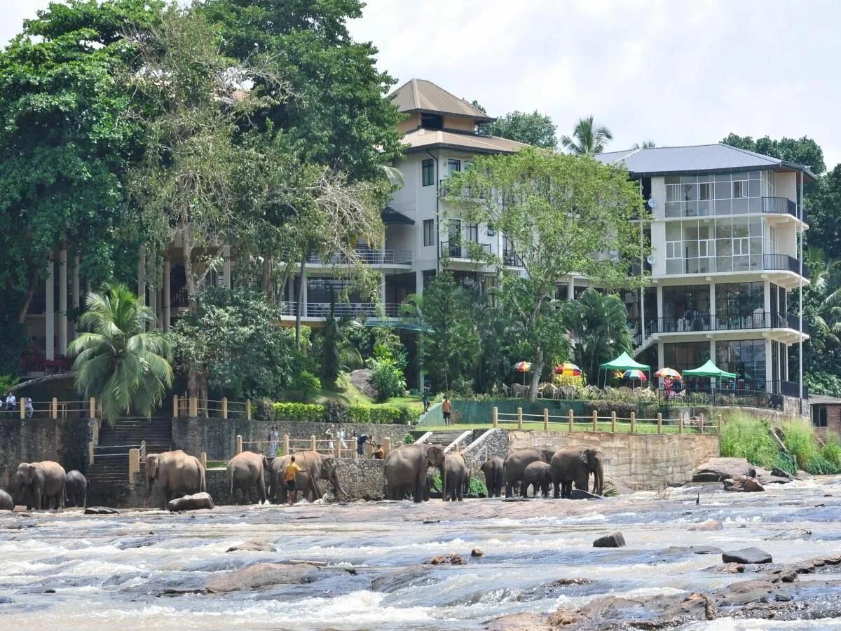 Отель со слонами на шри ланке. Слоновий отель шри ланка. Elefant hotel шри ланка. Шри ланка слоны. Elephant bay.