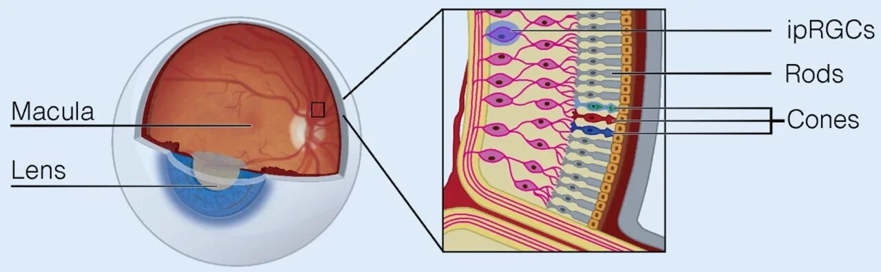 Светочувствительные клетки сетчатки