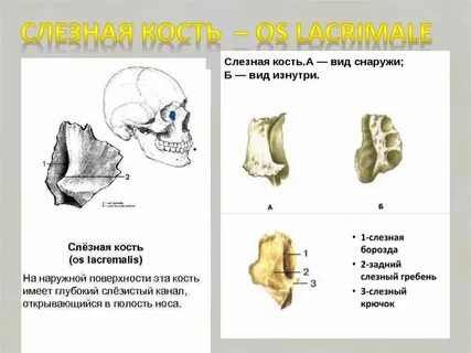 Симметричная кость