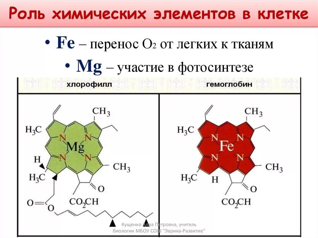 Железо в гемоглобине. Первичная структура гемоглобина. Что такое гемоглобин в крови человека. Гем состав. Строение гемоглобина биохимия.
