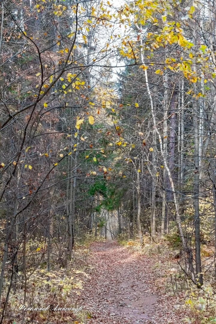 Download wallpaper 1280x1024 wood, trees, leaves, solitude standard 5:4 hd backg