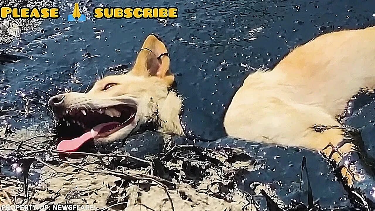 Видео спасай животных. Спасение животных попавших в беду.